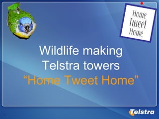 Wildlife making Telstra towers “Home Tweet Home” 