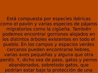 Está compuesta por especies ibéricas como el pavón y varias especies de pájaros migratorios como la cigüeña. También podemos encontrar gorriones alojados en los distintos árboles existentes en todo el pueblo. En los campos y espacios verdes cercanos pueden encontrarse liebres, varias aves pequeñas y alguna que otra perdíz. Y, dicho sea de paso, gatos y perros abandonados, sobretodo gatos, que podrían estar bajo la protección de una familia. 