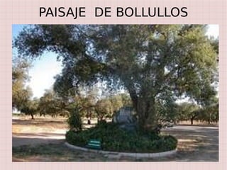 PAISAJE DE BOLLULLOS
 