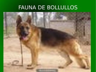 FAUNA DE BOLLULLOS
 