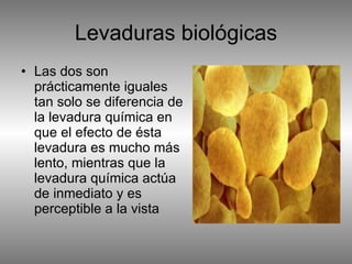 Levaduras biológicas Las dos son prácticamente iguales tan solo se diferencia de la levadura química en que el efecto de ésta levadura es mucho más lento, mientras que la levadura química actúa de inmediato y es perceptible a la vista  