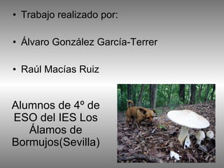 Alumnos de 4º de ESO del IES Los Álamos de Bormujos(Sevilla)‏ Trabajo realizado por: Álvaro González García-Terrer Raúl Macías Ruiz 