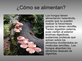 ¿Cómo se alimentan? Los hongos tienen alimentación heterótrofa, puesto que no pueden realizar la fotosíntesis porque no tienen clorofila. Tienen digestión externa, pues vierten al exterior enzimas digestivas, sustancias proteicas que actúan sobre los alimentos dividiéndolos en moléculas sencillas,. Los hongos absorben los alimentos después de digerirlos.  