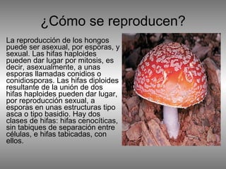 ¿Cómo se reproducen? La reproducción de los hongos puede ser asexual, por esporas, y sexual. Las hifas haploides pueden dar lugar por mitosis, es decir, asexualmente, a unas esporas llamadas conidios o conidiosporas. Las hifas diploides resultante de la unión de dos hifas haploides pueden dar lugar, por reproducción sexual, a esporas en unas estructuras tipo asca o tipo basidio. Hay dos clases de hifas: hifas cenocíticas, sin tabiques de separación entre células, e hifas tabicadas, con ellos.  