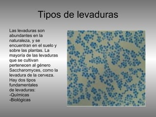 Tipos de levaduras Las levaduras son abundantes en la naturaleza, y se encuentran en el suelo y sobre las plantas. La mayoría de las levaduras que se cultivan pertenecen al género Saccharomyces, como la levadura de la cerveza. Hay dos tipos fundamentales de levaduras:  -Químicas -Biológicas 