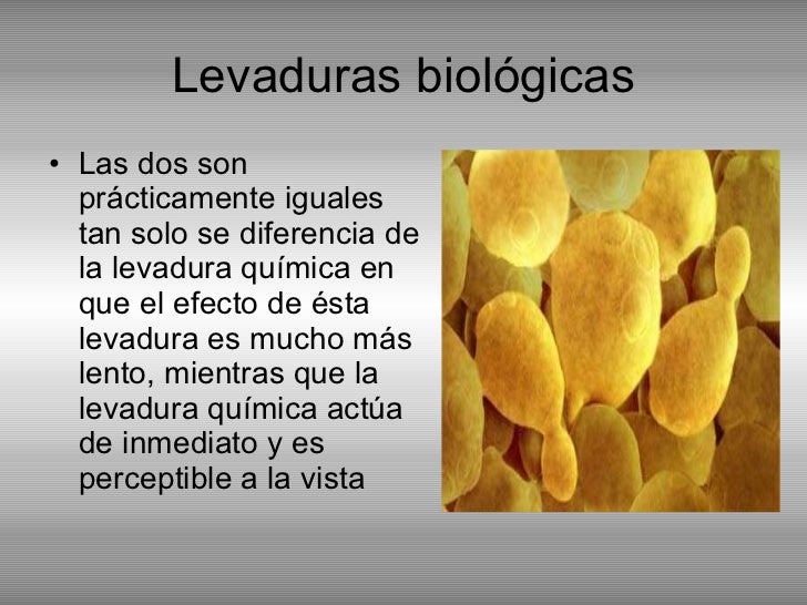 Levaduras Y Hongos