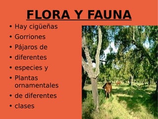 FLORA Y FAUNA Hay cigüeñas Gorriones Pájaros de diferentes  especies y  Plantas ornamentales de diferentes clases  