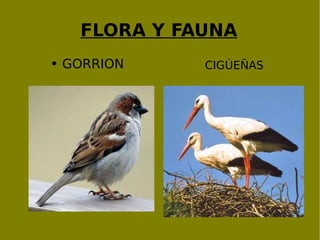FLORA Y FAUNA GORRION CIGÚEÑAS 