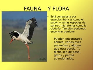 FAUNA  Y FLORA Está compuesta por especies ibéricas como el pavón y varias especies de pájaros migratorios como la cigüeña. También podemos encontrar gorrione Pueden encontrarse liebres, varias aves pequeñas y alguna que otra perdíz. Y, dicho sea de paso, gatos y perros abandonados,  