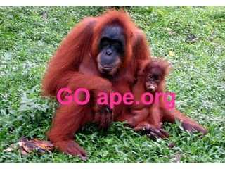 GO ape.org 