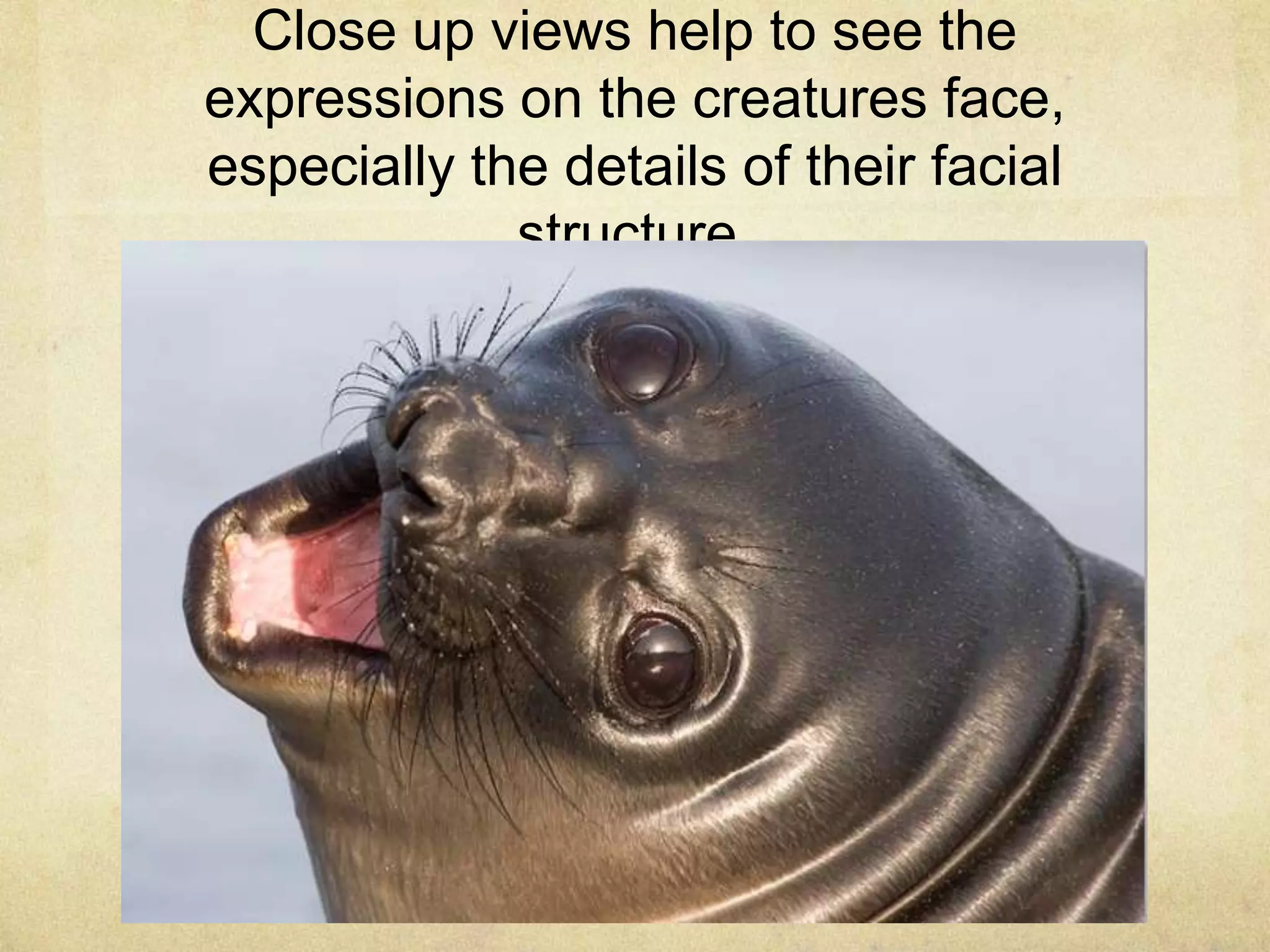 Close up views help to see the
expressions on the creatures face,
especially the details of their facial
structure.
 