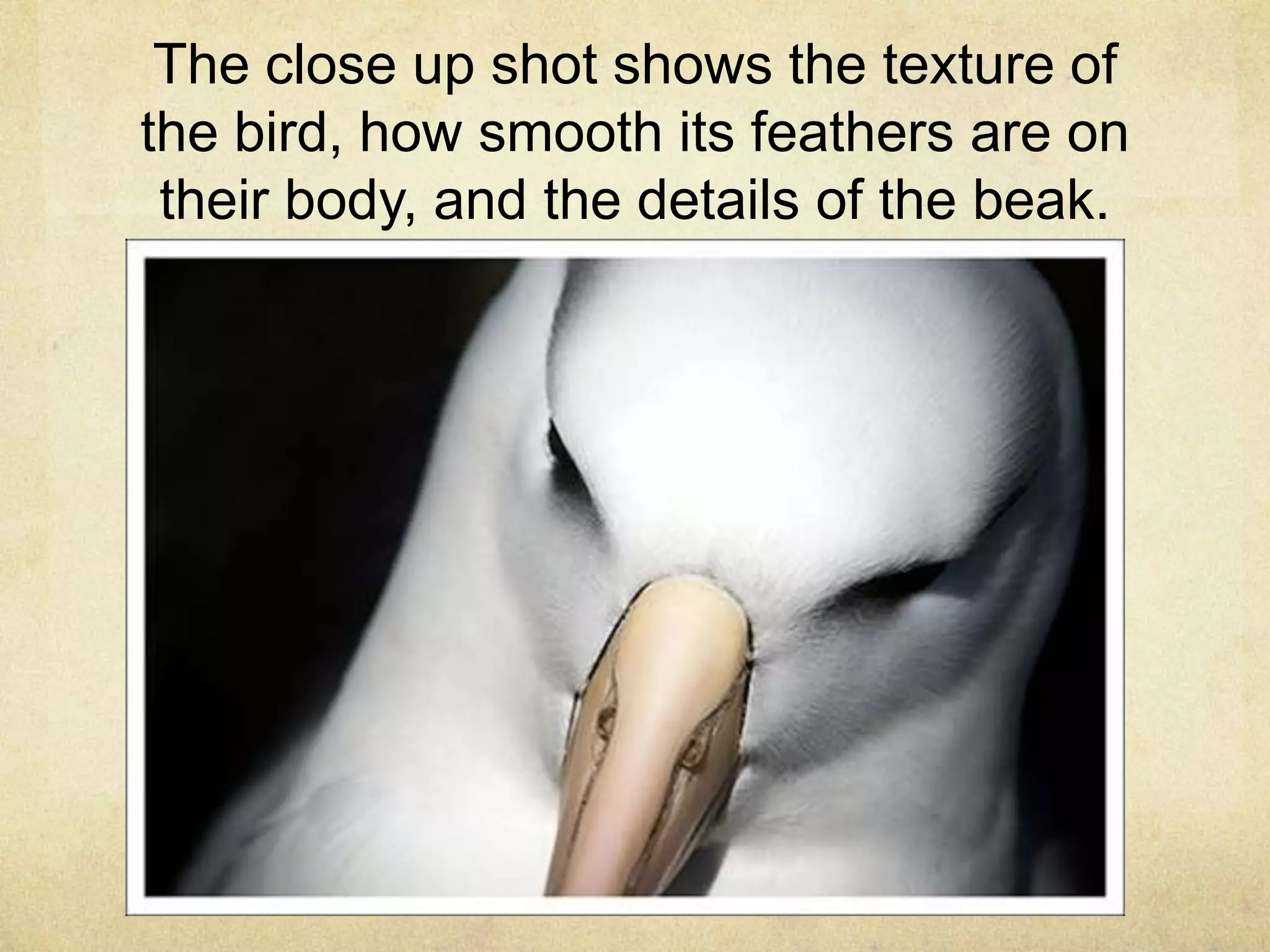 The close up shot shows the texture of
the bird, how smooth its feathers are on
their body, and the details of the beak.
 