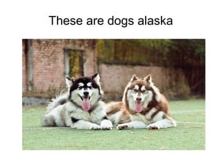 These are dogs alaska 
 