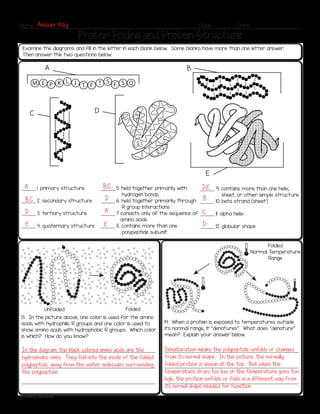 homework protein.pdf homework protein.pdf