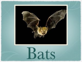 Bats
 