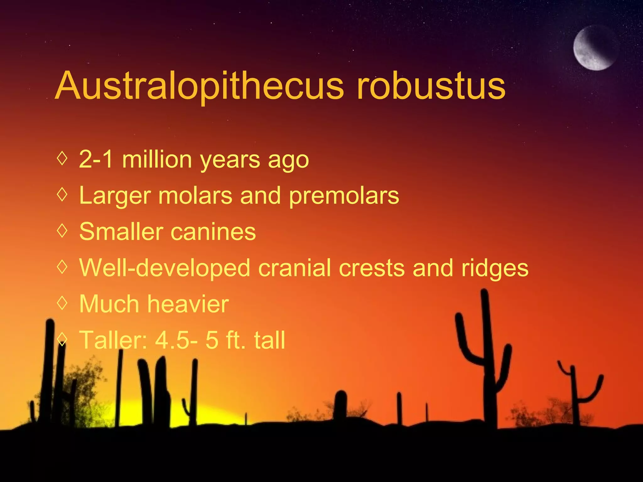 Australopithecus robustus
◊ 2-1 million years ago
◊ Larger molars and premolars
◊ Smaller canines
◊ Well-developed cranial crests and ridges
◊ Much heavier
◊ Taller: 4.5- 5 ft. tall
 
