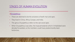STAGES OF HUMAN EVOLUTION
Dryopethicus
• These are deemed to be the ancestors of both man and apes.
• They lived in China, Africa, Europe, and India.
• The genus Dryopethicus refers to the oak wood apes.
• When Dryopethicus was alive, the tropical lowlands which it inhabitated were
densely forwarded, so the members could have predominantly been
herbivores.
 