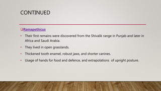 CONTINUED
Ramapethicus
• Their first remains were discovered from the Shivalik range in Punjab and later in
Africa and Saudi Arabia.
• They lived in open grasslands.
• Thickened tooth enamel, robust jaws, and shorter canines.
• Usage of hands for food and defence, and extrapolations of upright posture.
 