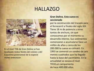 HALLAZGO
                                             Gran Dolina. Esta cueva es
                                             seccionada
                                             por la construcción del trazado para
                                             el ferrocarril a finales del siglo XIX.
                                             Tiene 18 m de potencia y otros
                                             tantos de anchura, sin que
                                             conozcamos por el momento su
                                             desarrollo interno. Sus sedimentos
                                             comenzaron a acumularse hace un
                                             millón de años y cerca de los
En el nivel TD6 de Gran Dolina se han        200.000 la cueva se colmató. En
localizado restos fósiles del cráneo y del   1993 se comenzó un sondeo de seis
Esqueleto postcraneal de la especie          metros cuadrados que ha llegado
Homo antecessor.                             hasta la base del yacimiento. En la
                                             actualidad se excava el nivel
                                             TD10,un campamento
                                             de hace 400.000 años.
 
