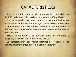 CARACTERISTICAS
• Fue un homínido robusto de talla elevada, con individuos
de 1,80 m de altura. Su cerebro variaba entre 800 y 1200 cc.
• Su rostro estaba marcado por un toro supraorbital, o sea
una saliente de hueso sobre los ojos, que también hacían que
la frente fuese un poco huidiza. No tenían mentón, y tenían
dientes bastante pequeños en comparación con los homínidos
más antiguos.
• Había una diferencia de tamaño entre los hombres y
mujeres, lo que se llama dimorfismo sexual.
• Se caracterizaron por haber dominado el fuego, y por
construir herramientas líticas del estilo Achelense.
 