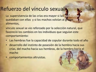 Refuerzo del vínculo sexual
  La supervivencia de las crías era mayor si las hembras se
  quedaban con ellas y si los machos volvían al grupo con los
  alimentos,
  vínculo sexual se vio reforzado por la selección natural, que
  favoreció los cambios en los individuos que seguían este
  comportamiento:
  • Las hembras fue la capacidad de copular durante todo el año
  • desarrollo del instinto de posesión de la hembra hacia sus
     crías, del macho hacia sus hembras, de la hembra hacia el
     macho
  • comportamientos altruistas.
 