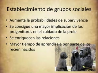 Establecimiento de grupos sociales
• Aumenta la probabilidades de supervivencia
• Se consigue una mayor implicación de los
  progenitores en el cuidado de la prole
• Se enriquecen las relaciones
• Mayor tiempo de aprendizaje por parte de los
  recién nacidos
 