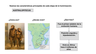 Veamos las características principales de cada etapa de la hominización.
AUSTRALOPITECUS
¿Cómo era? ¿Dónde vivió? ¿Qué hizo?
Fue el primer eslabón de la
evolución humana.
Vivió en África
hace 4 millones de
años
Posición erguida y
bipedestación.
 
