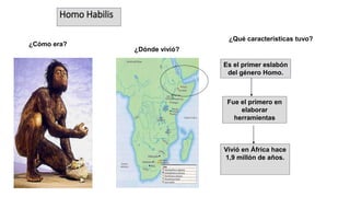 Homo Habilis
¿Cómo era?
¿Dónde vivió?
¿Qué características tuvo?
Es el primer eslabón
del género Homo.
Fue el primero en
elaborar
herramientas
Vivió en África hace
1,9 millón de años.
 