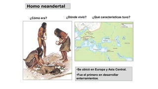Homo neandertal
¿Cómo era? ¿Dónde vivió? ¿Qué características tuvo?
•Se ubicó en Europa y Asia Central.
•Fue el primero en desarrollar
enterramientos.
 
