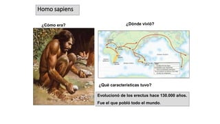 Homo sapiens
¿Cómo era? ¿Dónde vivió?
¿Qué características tuvo?
Evolucionó de los erectus hace 130.000 años.
Fue el que pobló todo el mundo.
 