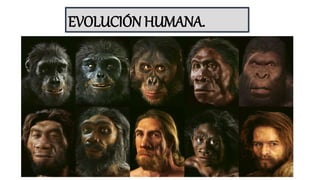 EVOLUCIÓN HUMANA.
 