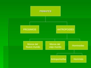 PROSIMIOS ANTROPOIDES Monos del Nuevo mundo Monos del viejo mundo Hominoides Antropomorfos Homínido PRIMATES