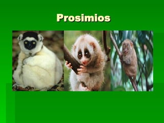 Prosimios