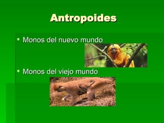 Antropoides Monos del nuevo mundo Monos del viejo mundo