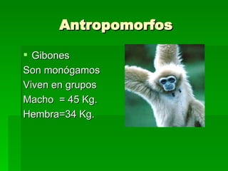 Antropomorfos Gibones Son monógamos Viven en grupos Macho = 45 Kg. Hembra=34 Kg.