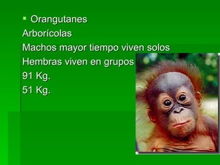 Orangutanes Arborícolas Machos mayor tiempo viven solos Hembras viven en grupos 91 Kg. 51 Kg.