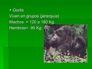 Gorila Viven en grupos (jerarquía) Machos = 120 a 180 Kg. Hembras= 90 Kg.