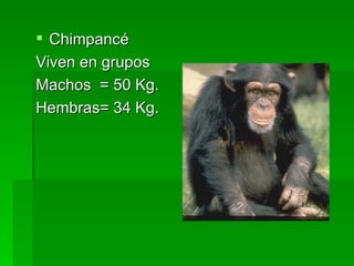 Chimpancé Viven en grupos Machos = 50 Kg. Hembras= 34 Kg.