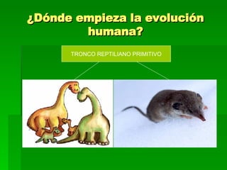 ¿Dónde empieza la evolución humana? TRONCO REPTILIANO PRIMITIVO