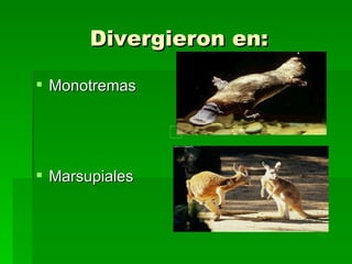 Divergieron en: Monotremas Marsupiales