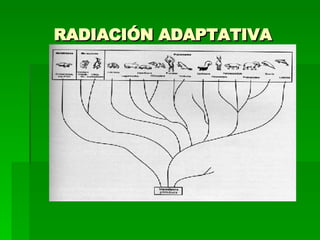 RADIACIÓN ADAPTATIVA