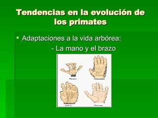 Tendencias en la evolución de los primates Adaptaciones a la vida arbórea: - La mano y el brazo