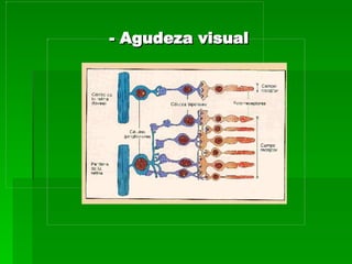 - Agudeza visual
