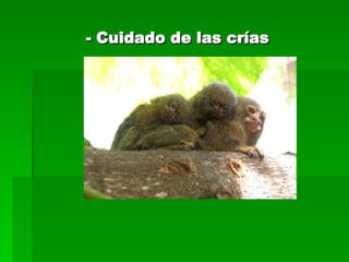 - Cuidado de las crías