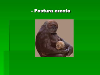 - Postura erecta