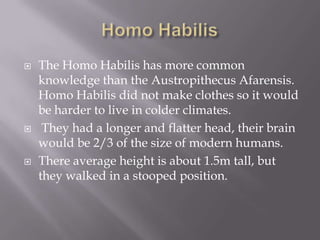 Homo HabilisThe Homo Habilis has more common knowledge than the AustropithecusAfarensis. Homo Habilis did not make clothes so it would be harder to live in colder climates. They had a longer and flatter head, their brain would be 2/3 of the size of modern humans.There average height is about 1.5m tall, but they walked in a stooped position.