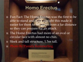 Homo ErectusFun Fact: The Homo Erectus was the first to be able to stand and walk upright this made it easier for them to see preys from a far distance so they can prepare for an attack.The Homo Erectus had more of an oval or circular face with almost no chin.Sleek and tall structure, 1.5m tall.Photo By Pamela Kemmerling