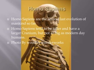 Homo SapiensHomo Sapiens are the second last evolution of mankind so far.Homo Sapiens tend to be taller and have a larger Cranium, but not as big as modern day humans.Photo By woodleywonderworks