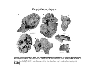 Hominids | PPT