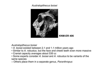Australopithecus Boisei Tools.pdf Hominids | PPT
